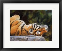 Tiger On Back Fine Art Print