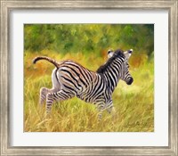 Young Zebra Running Fine Art Print