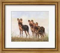 3 African Wild Dogs Fine Art Print