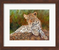 Lazy Leopard Fine Art Print