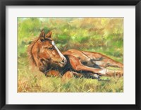 Foal Laying Down Fine Art Print