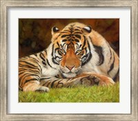 Tiger Stare Fine Art Print