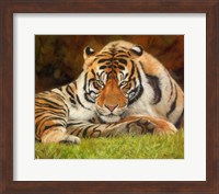 Tiger Stare Fine Art Print