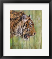 Amur Tiger Profile Fine Art Print