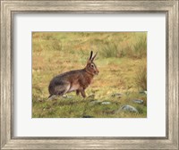 Wild Hare Fine Art Print