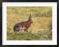 Wild Hare Fine Art Print