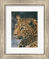 Leopard Portrait 2 Fine Art Print