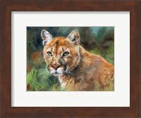 California Cougar Fine Art Print
