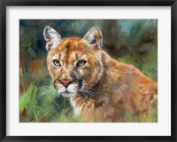 California Cougar Fine Art Print