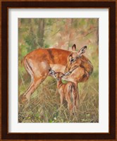 Impala And Young Fine Art Print
