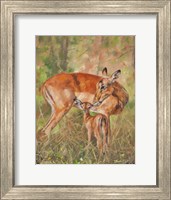 Impala And Young Fine Art Print