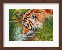 Tiger Quenching Thirst Fine Art Print