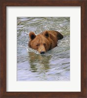Bear Water Fine Art Print