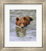 Bear Water Fine Art Print