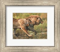 Lion And Lioness Fine Art Print