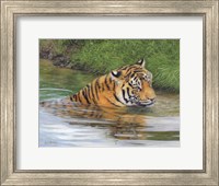 Tiger Water 2 Fine Art Print