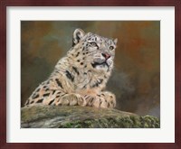 Snow Leopard Rock Fine Art Print