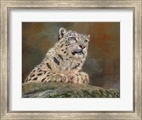 Snow Leopard Rock Fine Art Print