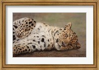 Resting Leopard Fine Art Print