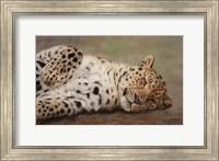 Resting Leopard Fine Art Print