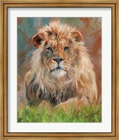 Lion Front 1012 Fine Art Print