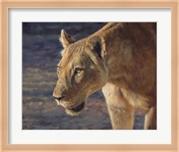 Lioness South Luangwa Fine Art Print