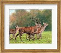 Red Deer Fine Art Print