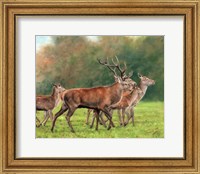 Red Deer Fine Art Print