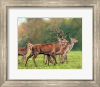 Red Deer Fine Art Print