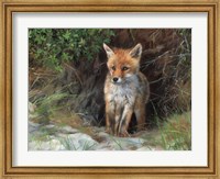 Young Red Fox Fine Art Print