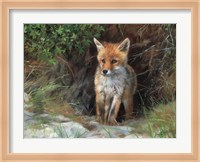 Young Red Fox Fine Art Print