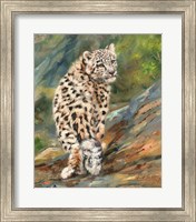 Snow Leopard Cub Fine Art Print