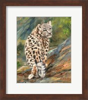 Snow Leopard Cub Fine Art Print