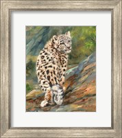 Snow Leopard Cub Fine Art Print