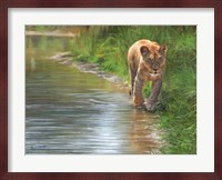 Water's Edge Lioness Fine Art Print