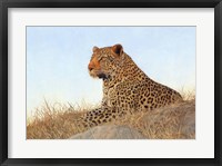 Leopard Laying Rock Grass Fine Art Print
