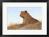 Leopard Laying Rock Grass Fine Art Print