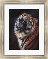 Tiger Looking Up Fine Art Print