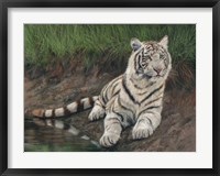 White Tiger Cub Fine Art Print