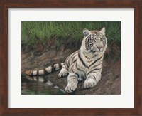 White Tiger Cub Fine Art Print