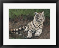 White Tiger Cub Fine Art Print