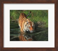 Tiger Entering Water Fine Art Print