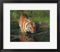 Tiger Entering Water Fine Art Print