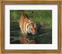 Tiger Entering Water Fine Art Print