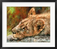Lion Cub Laying Down Fine Art Print