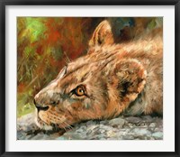 Lion Cub Laying Down Fine Art Print