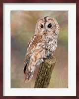 Tawny Owl Fine Art Print