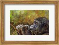 Young Lowland Gorilla Fine Art Print