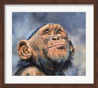 Chimp Looking Up Fine Art Print