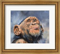 Chimp Looking Up Fine Art Print